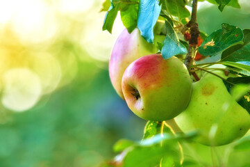 Copy space with fresh apples growing on a tree for harvest in an orchard on a sunny day outdoors with bokeh background. Closeup of ripe, juicy and sweet fruit cultivated on an organic plantation