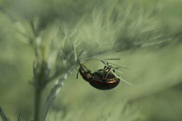 spider on a green leaf
