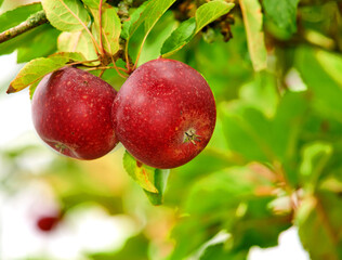 Closeup of two red apples growing on green apple tree with bokeh copy space background on sustainable orchard farm in remote countryside. Farming fresh, healthy snack fruit for nutrition and vitamins