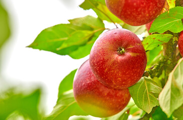 Closeup of many red apples growing on an apple tree branch in summer with copyspace. Fruit hanging from an orchard farm tree with bokeh. Sustainable organic agriculture in the peaceful countryside