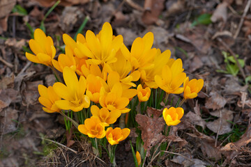 Closeup of yellow crocus flowers growing in soil in a garden. Beautiful bright bunch blooming in a backyard. Crocus flavus or primerose flowering plants grown as decoration for outdoor landscaping