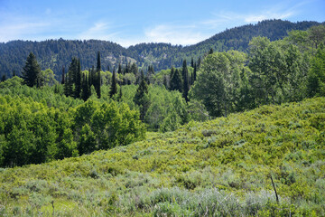 Forestry in Hwy 36 scenic driveway to Montpelier, Idaho