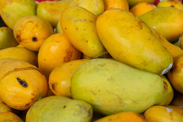 A large bunch of yellow, green and orange colored tropical mangos at a farmer's market for sale. The outer flesh is soft and bright in color. The aromatic fruit is sweet, with citrus and lemon flavor.