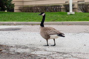 An adult Canada Goose stands in a parking lot of a building with green grass and a concrete parking lot. The large bird has brown, black and white feathers. With a long black neck with a white patch.  - Powered by Adobe