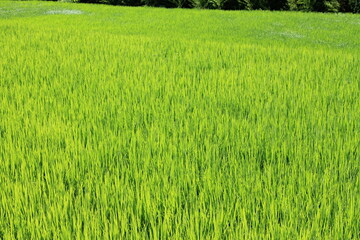田舎の風景　田んぼ