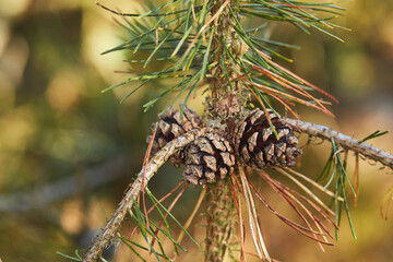 Closeup of Pinecones growing on a pine tree in a quiet forest against a blurry background. Macro...