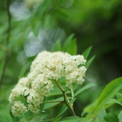 Full-color horizontal photo. The inflorescence of mountain ash. White-yellow flowers on a green background of foliage.