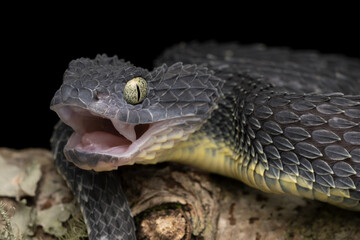 Venomous African Bush Viper showing fangs