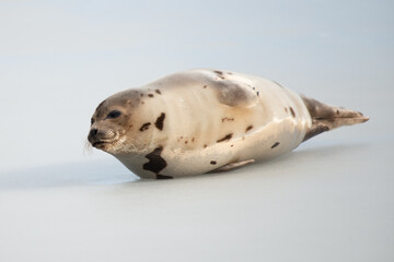 A large grey harp seal or harbour seal on white snow and ice looking upward with a sad face. The...