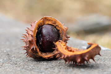 A shinny brown horse chestnut in the middle of the husk has broken open exposing the hard shell.  The green husk has thorny spikes. The seed sits on a smooth surface with a red background. 