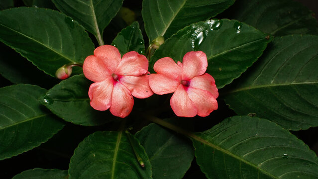 Pink Bussy Lizzy Flowers With Green Leaves On The Background