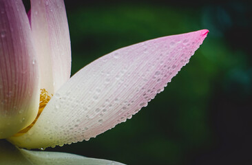 raindrops dripping off pink petal