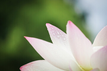 Fototapeta premium selective focus on raindrops on petal