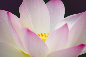 selective focus on a lotus pistil