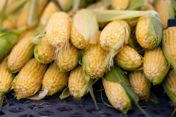 Multiple pieces of fresh sweet organic corn on the cob are still in their husks but with half of it shucked. The healthy food is bright yellow and long green leaves on a table at a farmer's market.