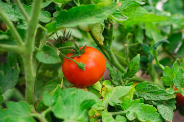 red tomatoes growing in a vegetable garden on a bright sunny summer day