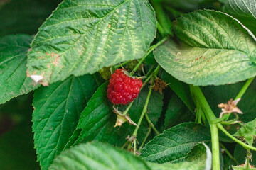 Lovely small bright red raspberries growing in summer in the vegetable garden