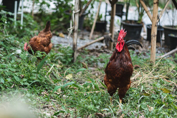 Hen flying and picking on grass in field