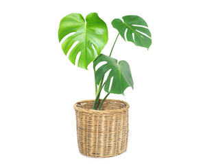 Fototapeta na wymiar Monstera tree on basket isolated on white background.File contain a clipping path.
