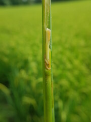 Larva of rice stemborer  in Viet Nam.