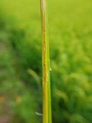 Larva of rice stemborer  in Viet Nam.