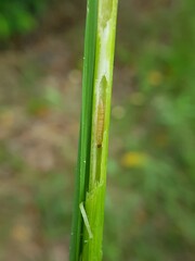 Larva of rice stemborer  in Viet Nam.