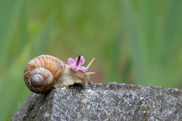 A grape snail with a lilac flower on its head crawls on the stone. Snail and flowers.