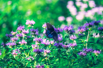 Black swallowtail butterfly on monarda flower