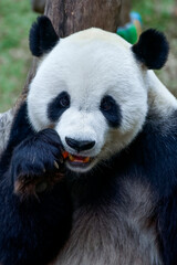 Giant pandas eating their food