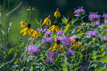 Yellow and purple prairie wildflowers 