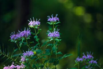 Bumblebee feeding on monarda flower