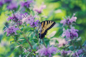 Yellow swallowtail butterfly on monarda flower
