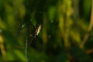 spider on the web