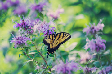 Yellow swallowtail butterfly on monarda flower