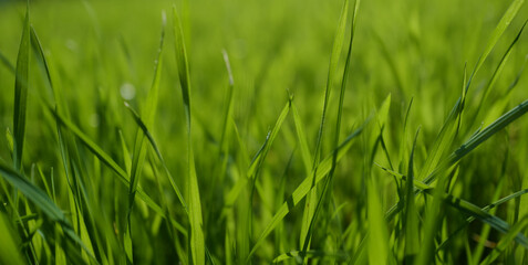 Plant organic texture. Grass. Fresh green spring grass with dew drops.