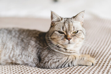 Naklejka na ściany i meble Scottish Straight Cute Cat Portrait. Happy Pet. Gray Scottish Straight cat sleeping. Portrait of a beautiful cat
