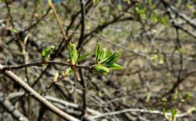 A branch with several buds of a young willow in early spring, with a blurred background.