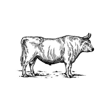 Bull vector hand drawn illustration