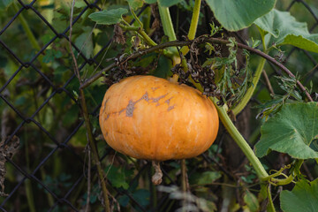 Small pumpkin growing on a pumpkin plot in a vegetable garden near a mesh fence on a summer sunny day