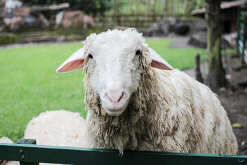 sheep in the sheepfold waiting for food
