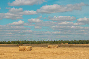 Beautiful landscape with bales of straw in sunny summer
