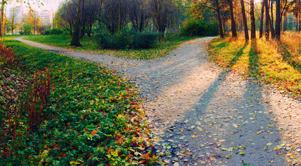 A wide walking path in the rays of the setting sun, showered with fallen leaves, on the outskirts of the park is divided into two paths, diverging in different directions. Autumn conceptual landscape