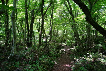 fine spring forest in the refreshing sunlight