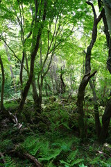 thick wild forest with mossy rocks and old trees