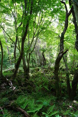 Obraz premium thick wild forest with mossy rocks and old trees