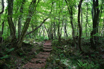 fine spring forest in the refreshing sunlight