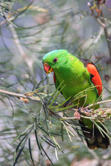 Red Winged Parrot