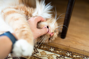 A Maine Coon cat plays with his hand and tries to bite his owner. Front view.