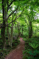 Obraz premium fascinating dense forest with fine pathway