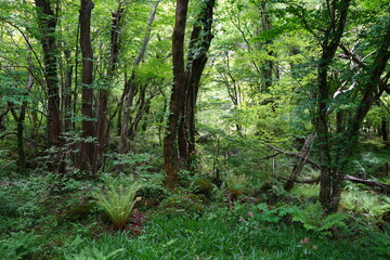 Obraz premium thick wild forest with mossy rocks and old trees
